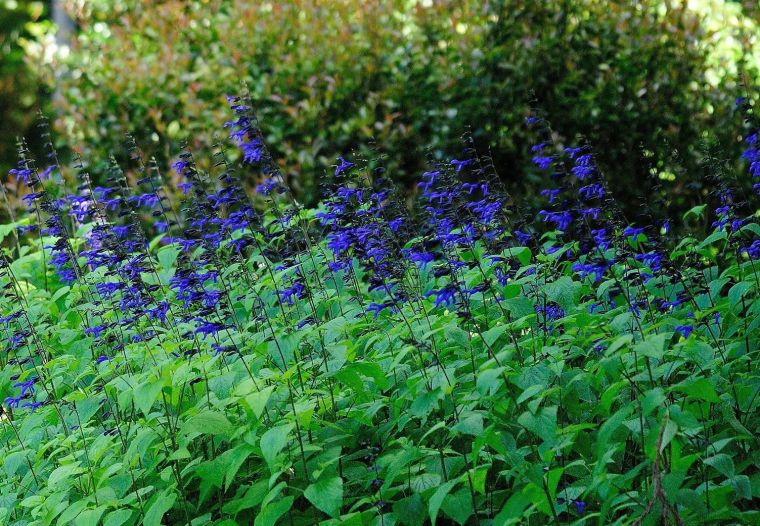 Black and Blue salvia